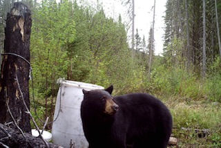 Site d'appatage à l'ours noir
