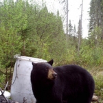 Site d'appatage à l'ours noir