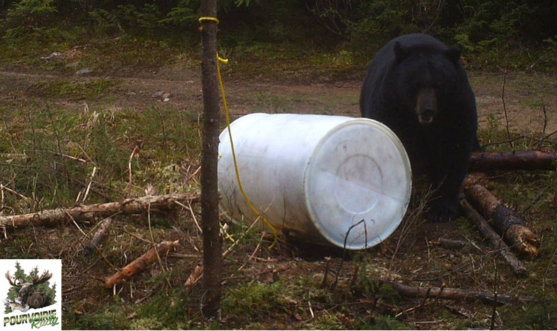 chasse ours noir pourvoirie-rudy-laurentides